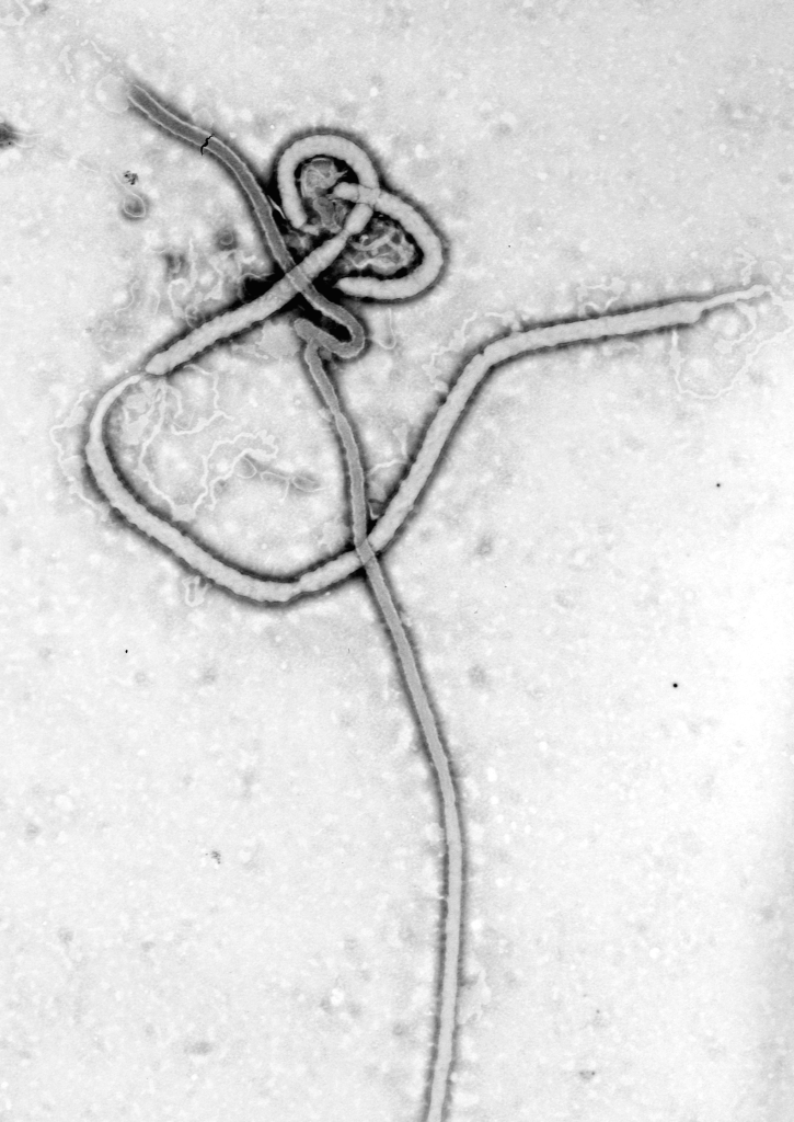 wirus ebola