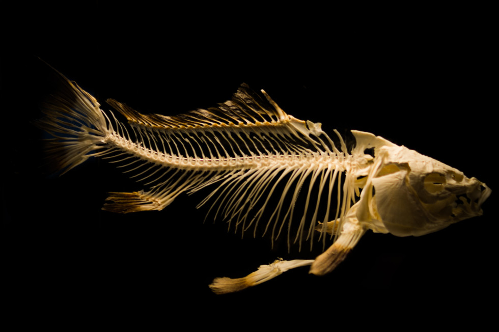 Fish-skeleton-free-license-CC0-980x652