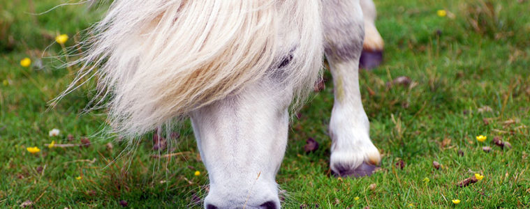 miniature ponies foula island