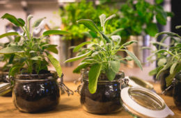herb plants in jars on wooden table