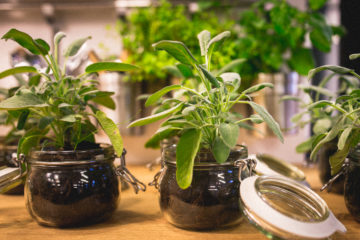 herb plants in jars on wooden table