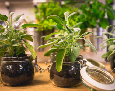 herb plants in jars on wooden table