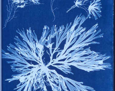 anna atkins algae cyanotype