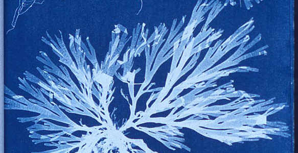 anna atkins algae cyanotype