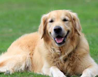 golden retriever