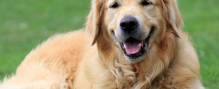 golden retriever