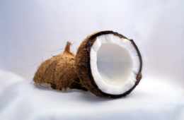coconut interior view
