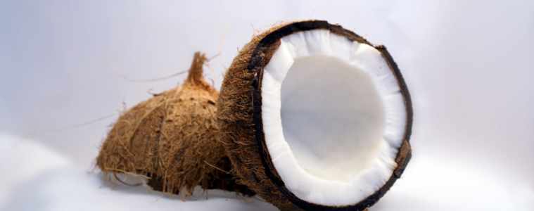 coconut interior view