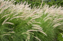 Fountain Grass Or Pennisetum Alopecuroides1