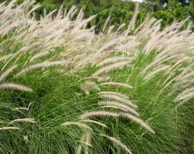 Fountain Grass Or Pennisetum Alopecuroides1